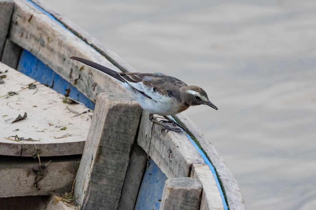 White-browed Wagtail - ML623328298