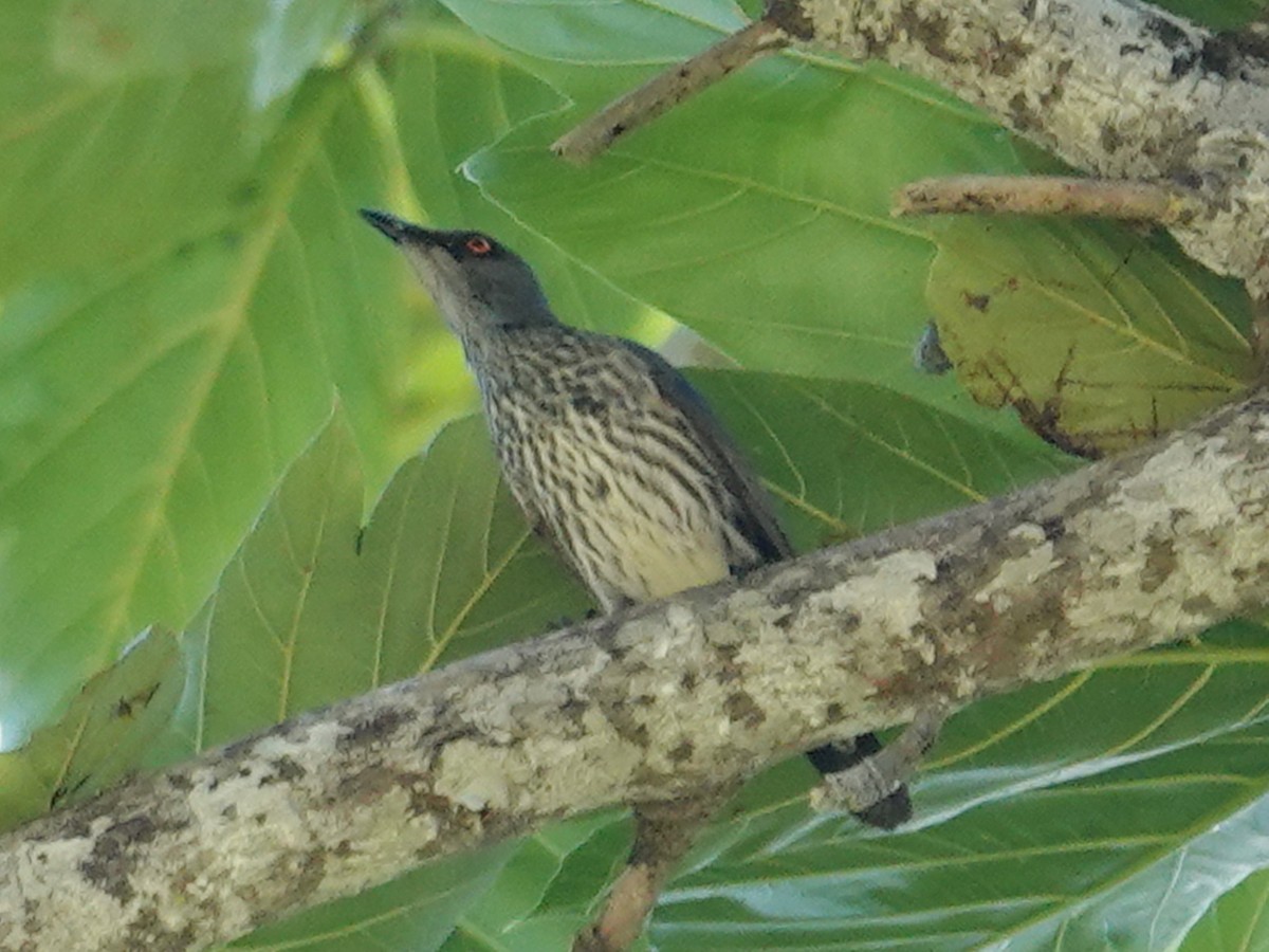 Singing Starling - ML623328299