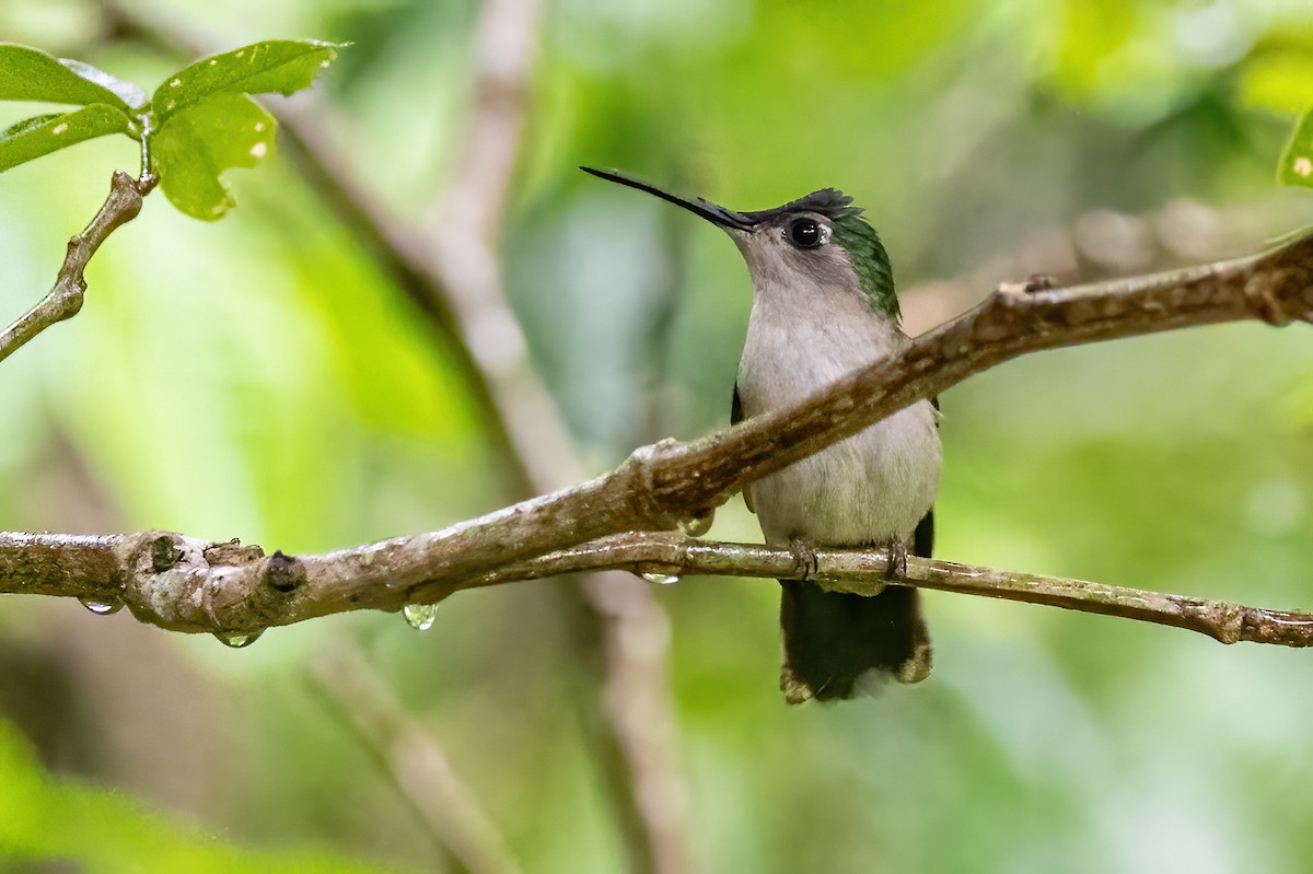 Wedge-tailed Sabrewing - ML623328303