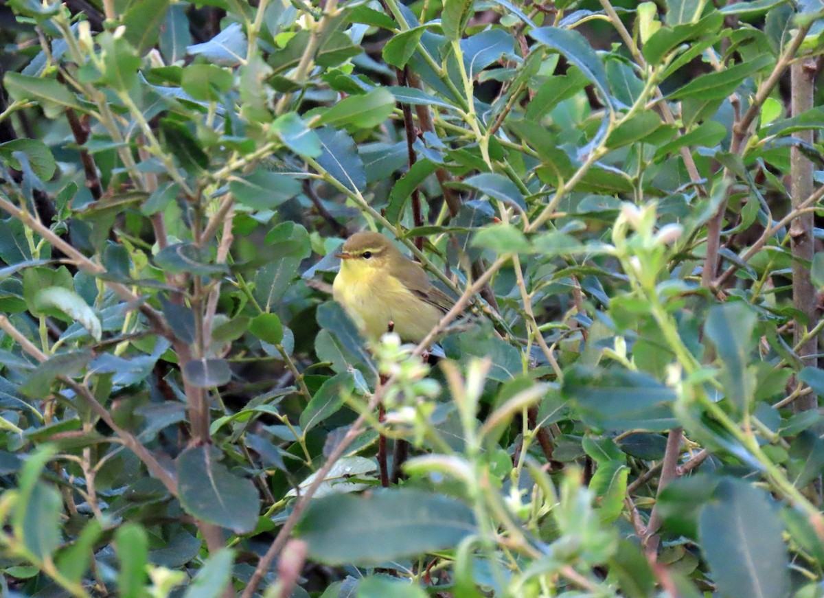 Willow Warbler - ML623328311