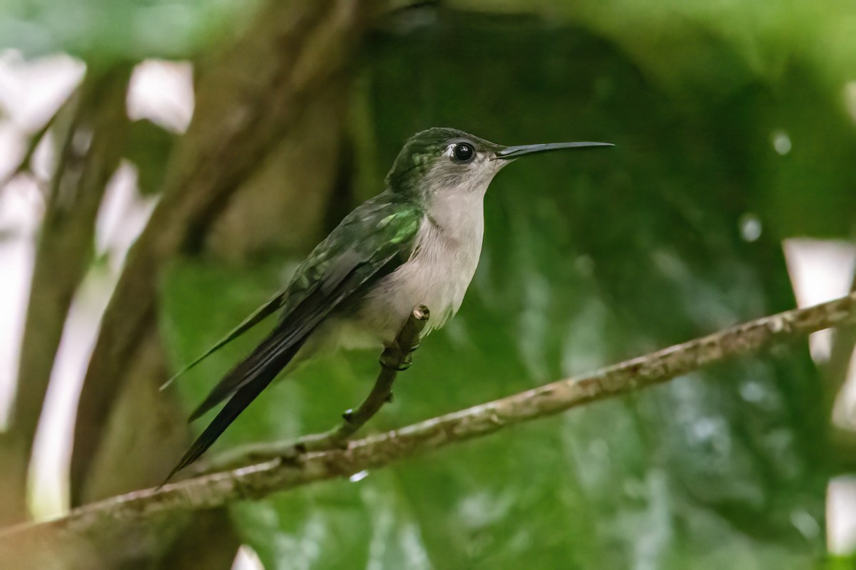 Wedge-tailed Sabrewing - ML623328317