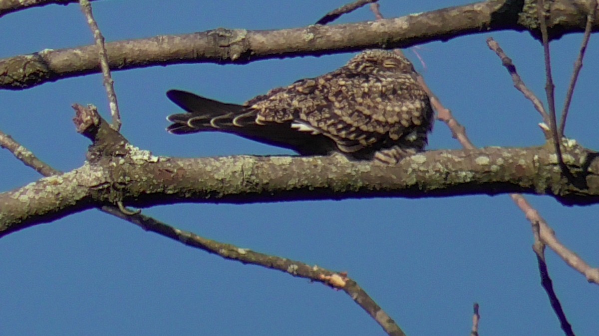 Common Nighthawk - ML623328328