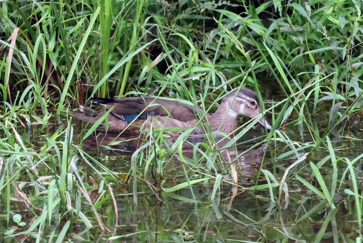 Wood Duck - ML623328337