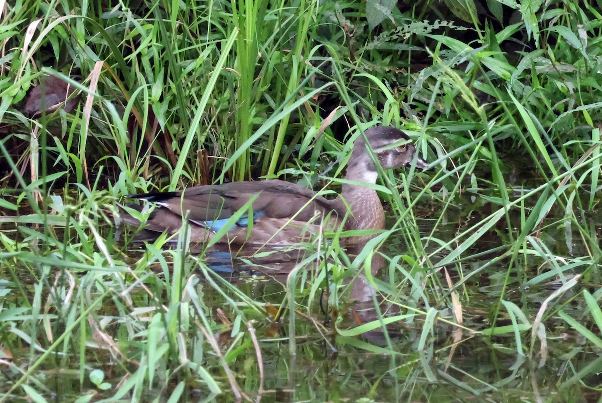 Wood Duck - ML623328338