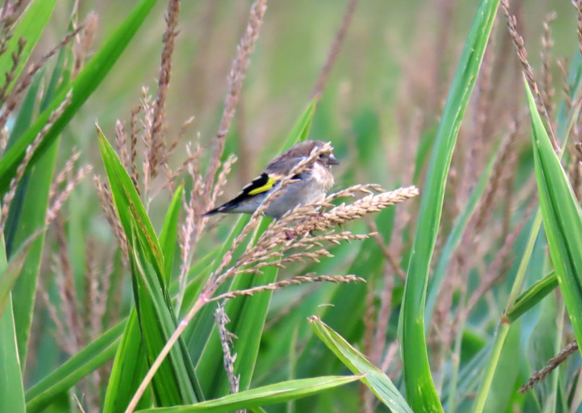 European Goldfinch - ML623328365