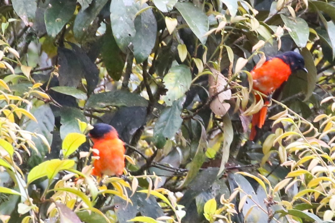 Sunda Minivet - ML623328420