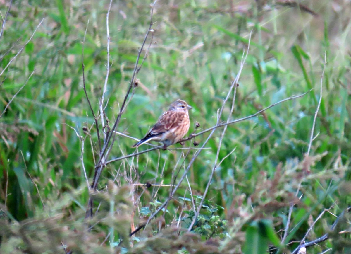 Eurasian Linnet - ML623328432