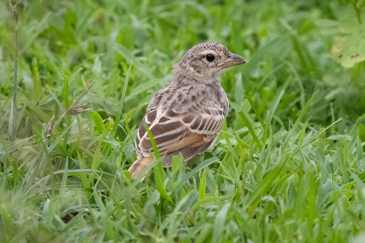 Bengal Bushlark - ML623328460