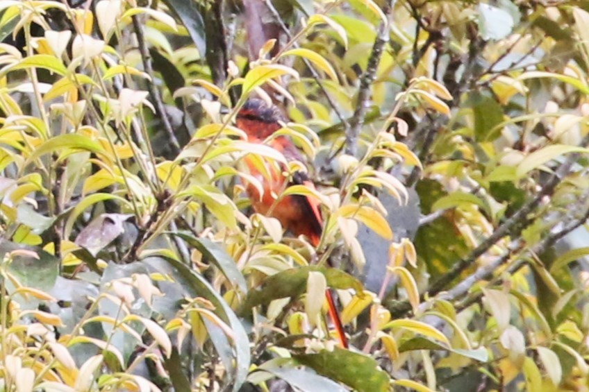 Sunda Minivet - ML623328514