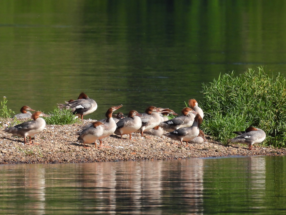 Common Merganser - ML623328554