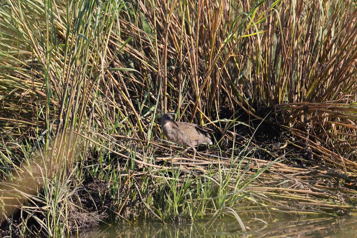 Clapper Rail - ML623328572