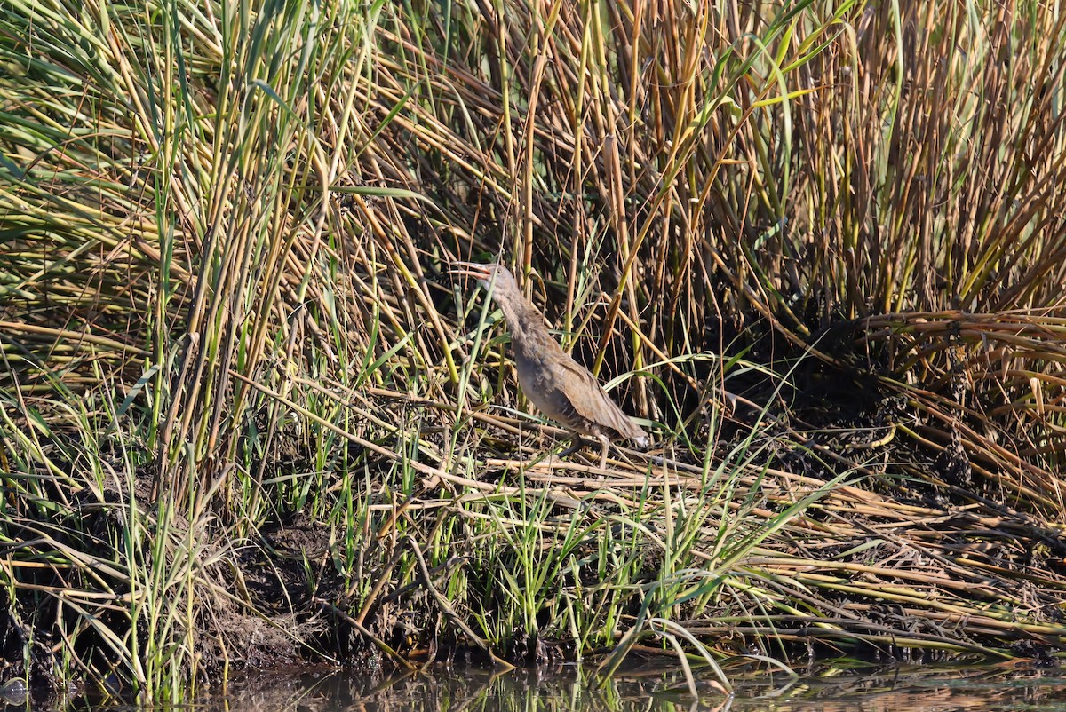 Clapper Rail - ML623328573