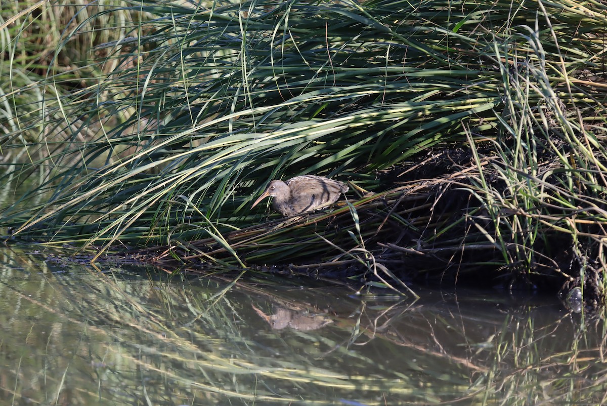 Clapper Rail - ML623328574