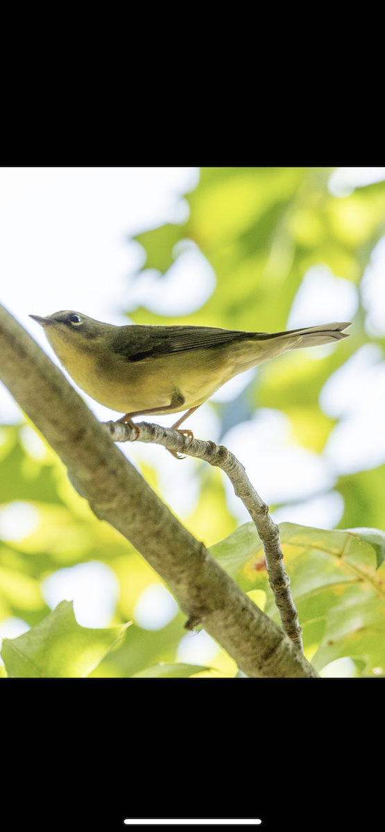 Black-throated Blue Warbler - ML623328589
