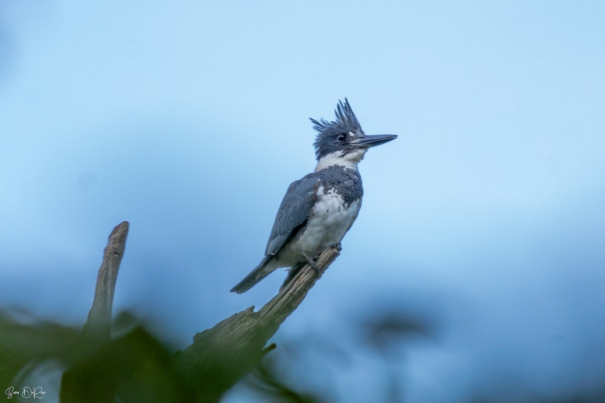 Belted Kingfisher - ML623328606