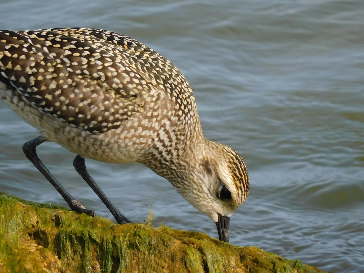 American Golden-Plover - ML623328638