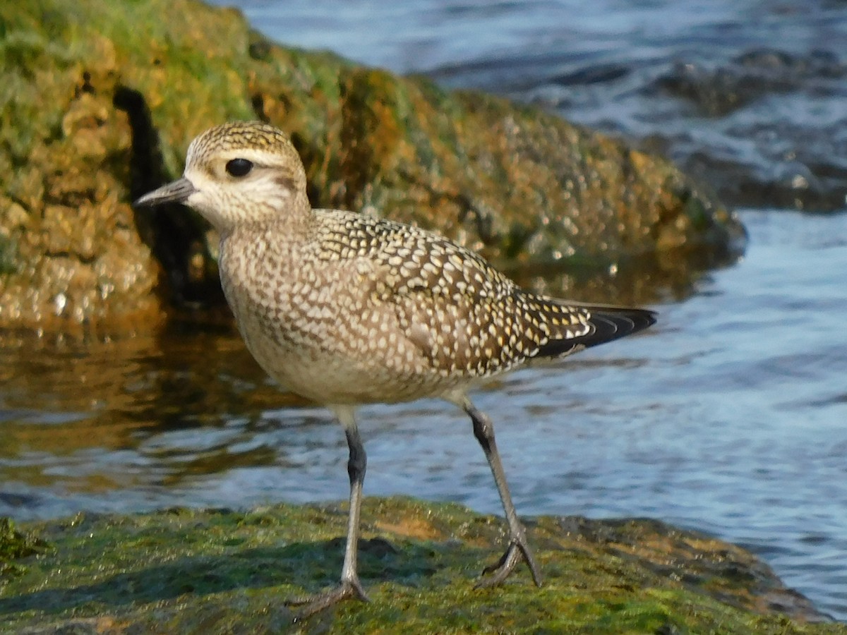 American Golden-Plover - ML623328648