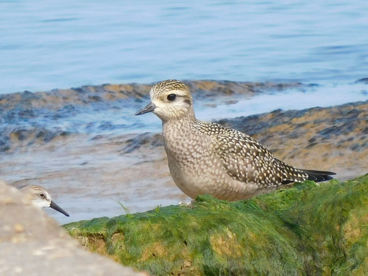 American Golden-Plover - ML623328659
