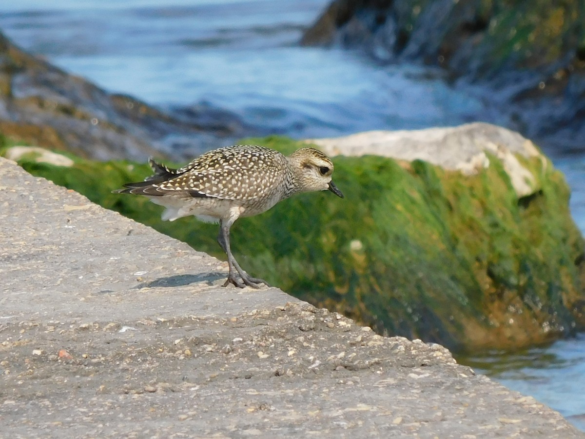 American Golden-Plover - ML623328677