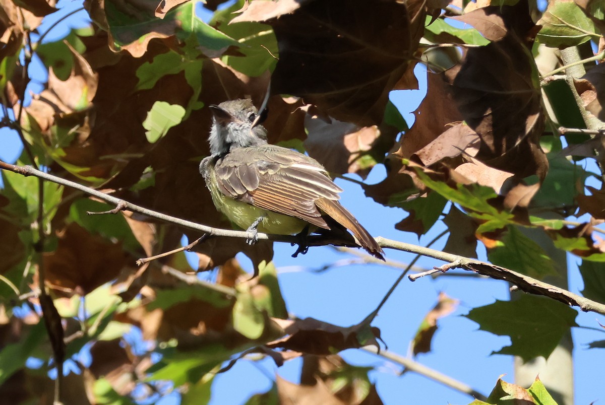 Great Crested Flycatcher - ML623328761