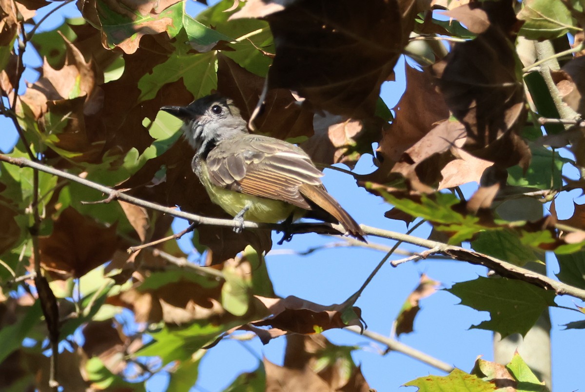 Great Crested Flycatcher - ML623328762