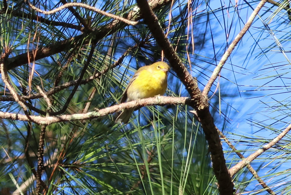 Pine Warbler - ML623328766