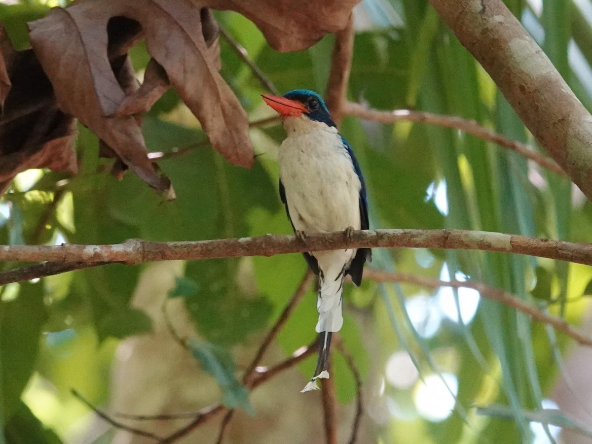 Common Paradise-Kingfisher - ML623328824