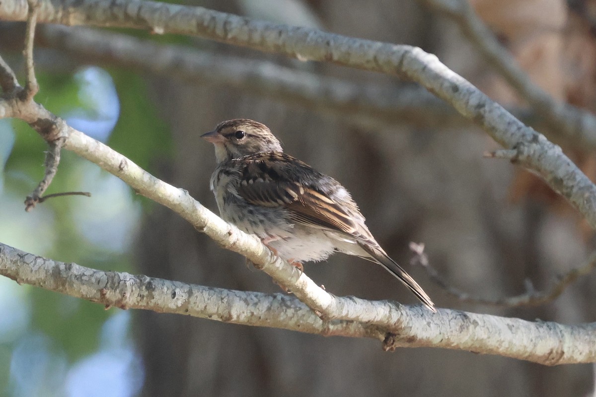 Chipping Sparrow - ML623328860