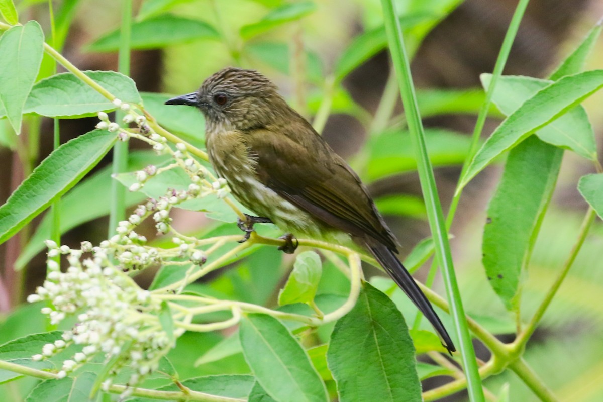 Sumatran Bulbul - ML623328862