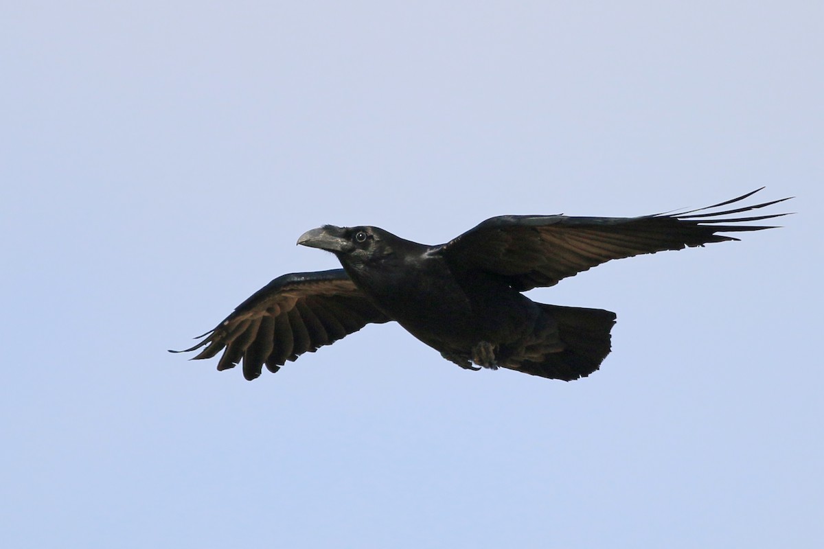 Common Raven - ML623328872