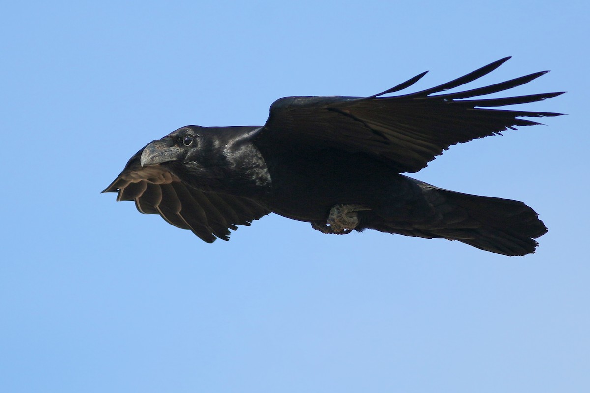 Common Raven - ML623328873