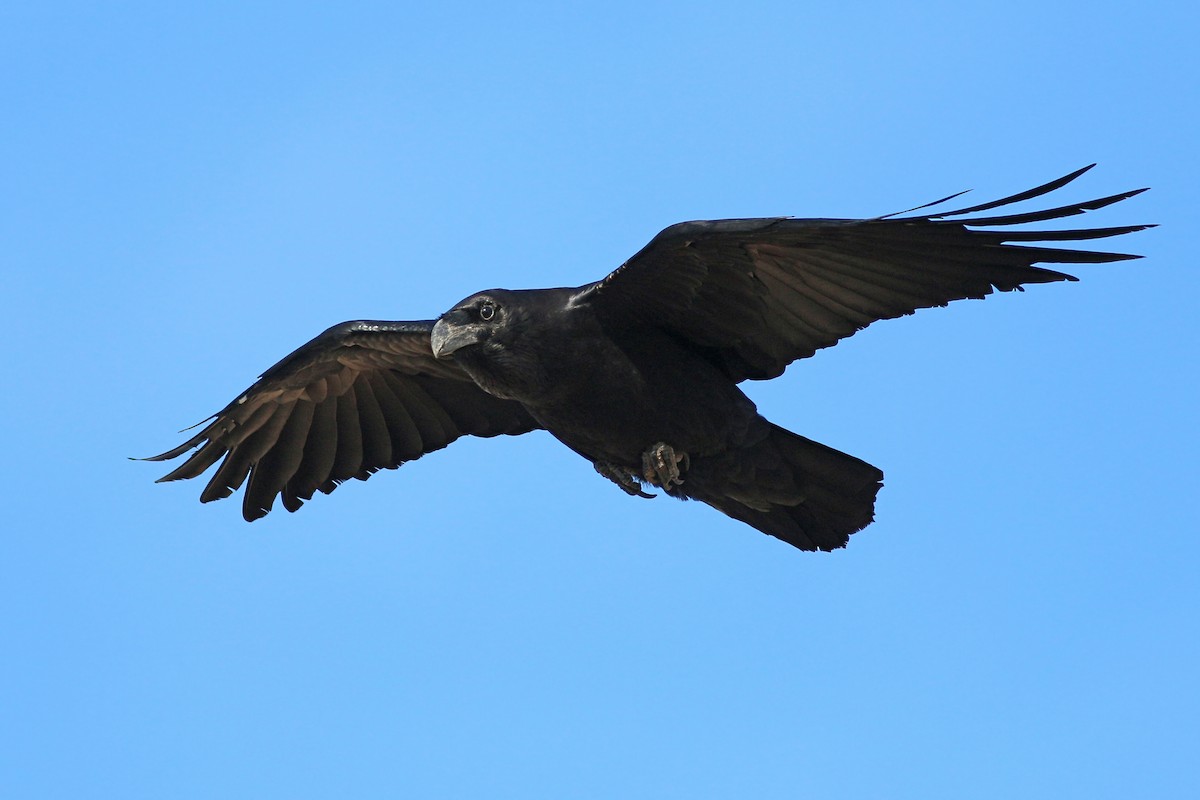 Common Raven - ML623328874