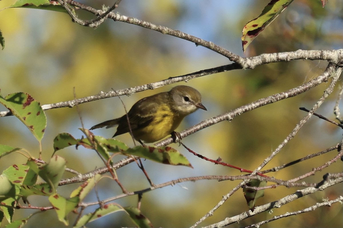 Prairie Warbler - ML623328881