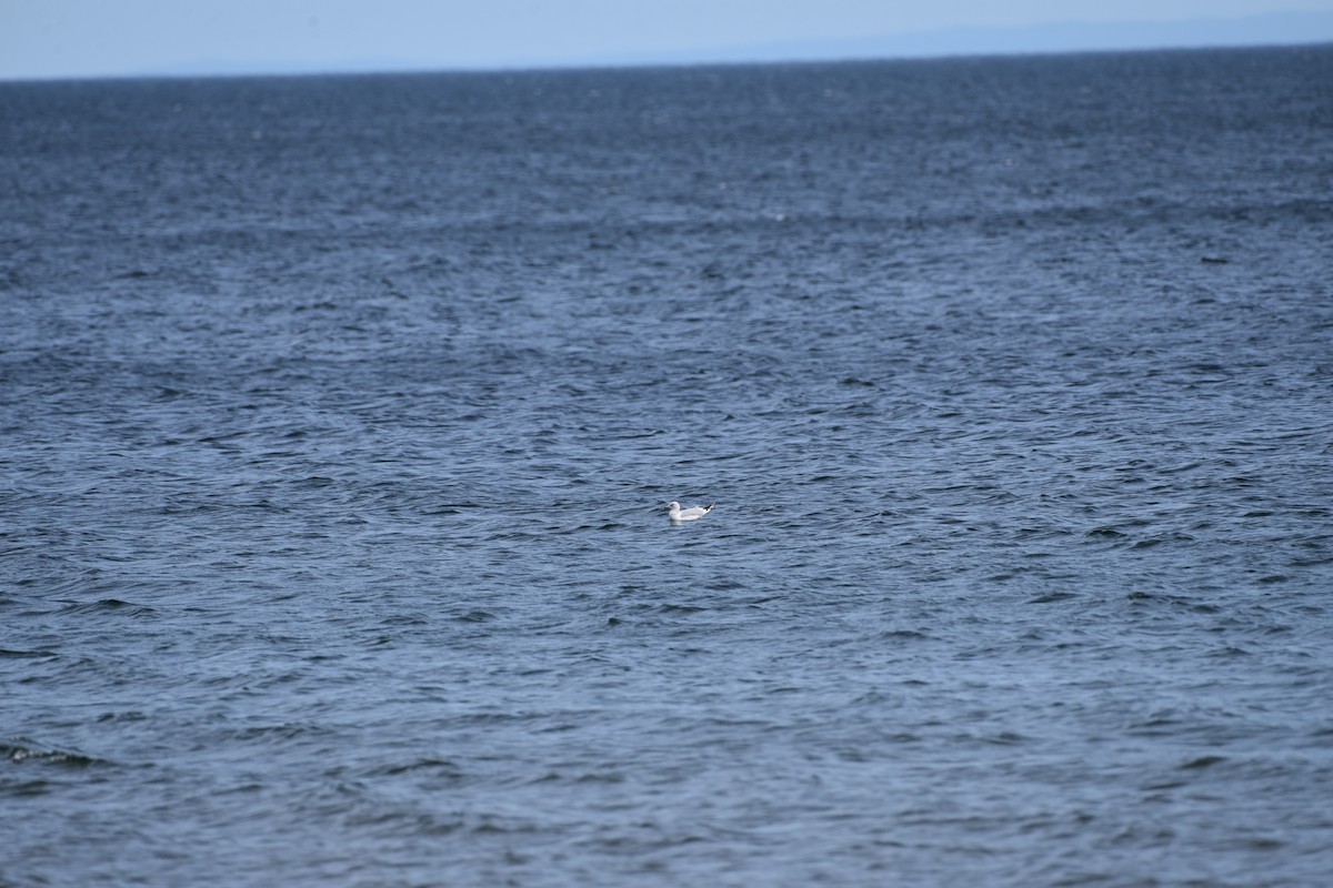 ringnebbmåke - ML623328886