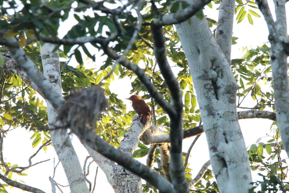 Chestnut-colored Woodpecker - ML623328889