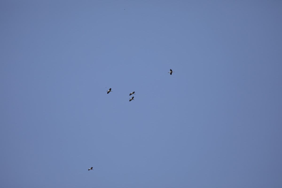 アメリカトキコウ - ML623328893