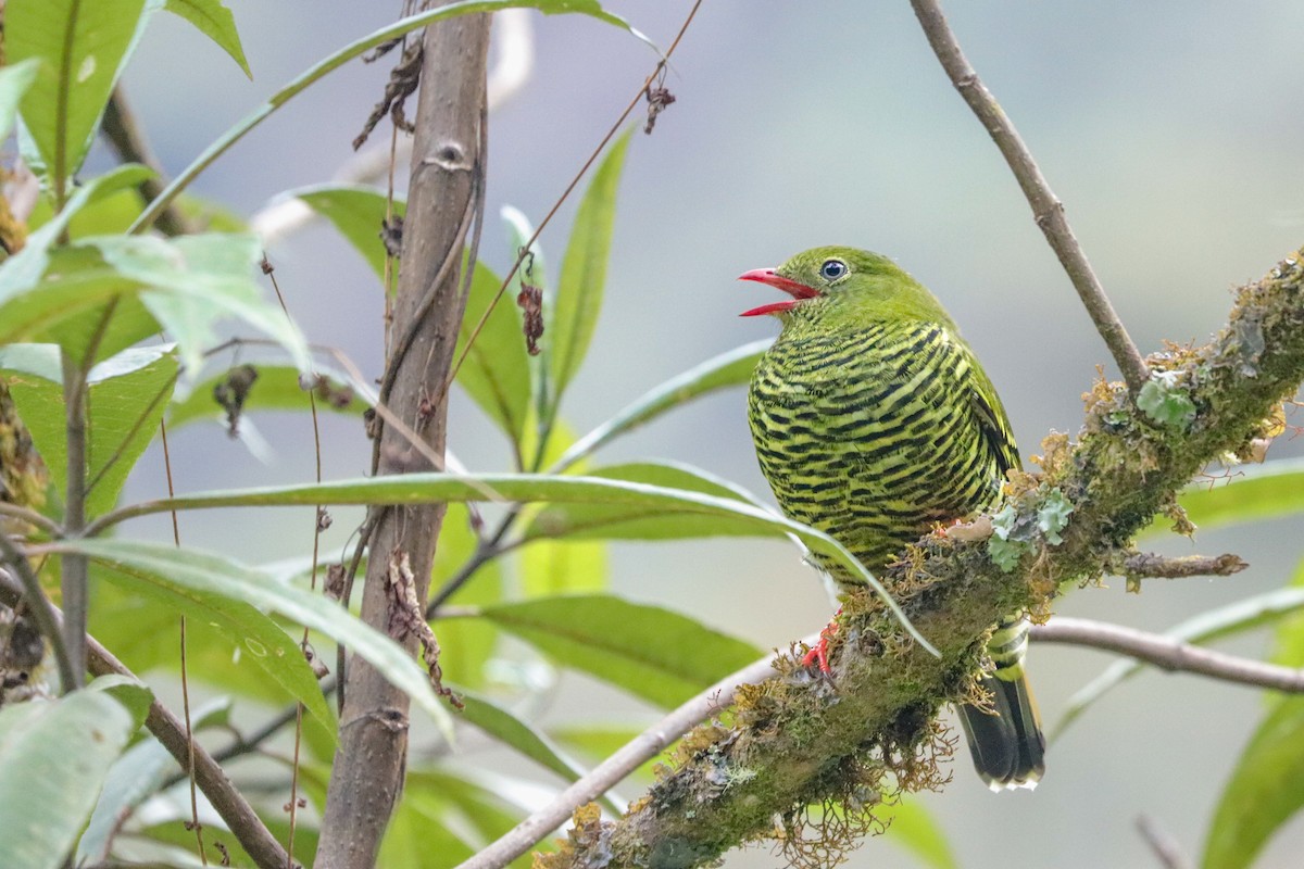 Barred Fruiteater - ML623328896