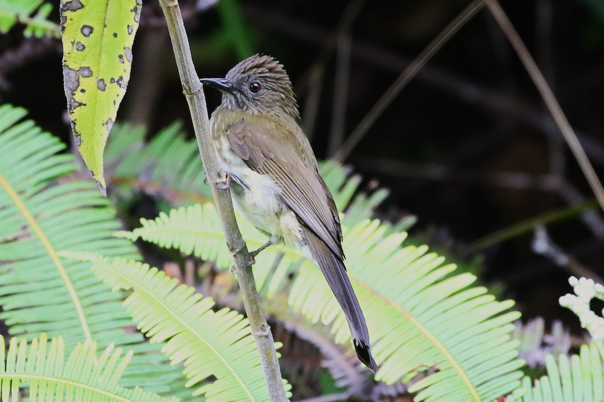Sumatran Bulbul - ML623328910