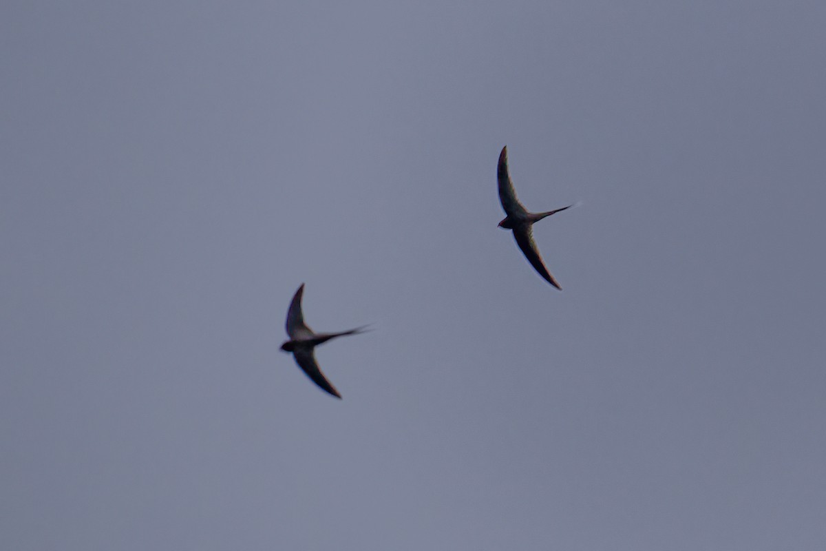 African Palm Swift - ML623328962