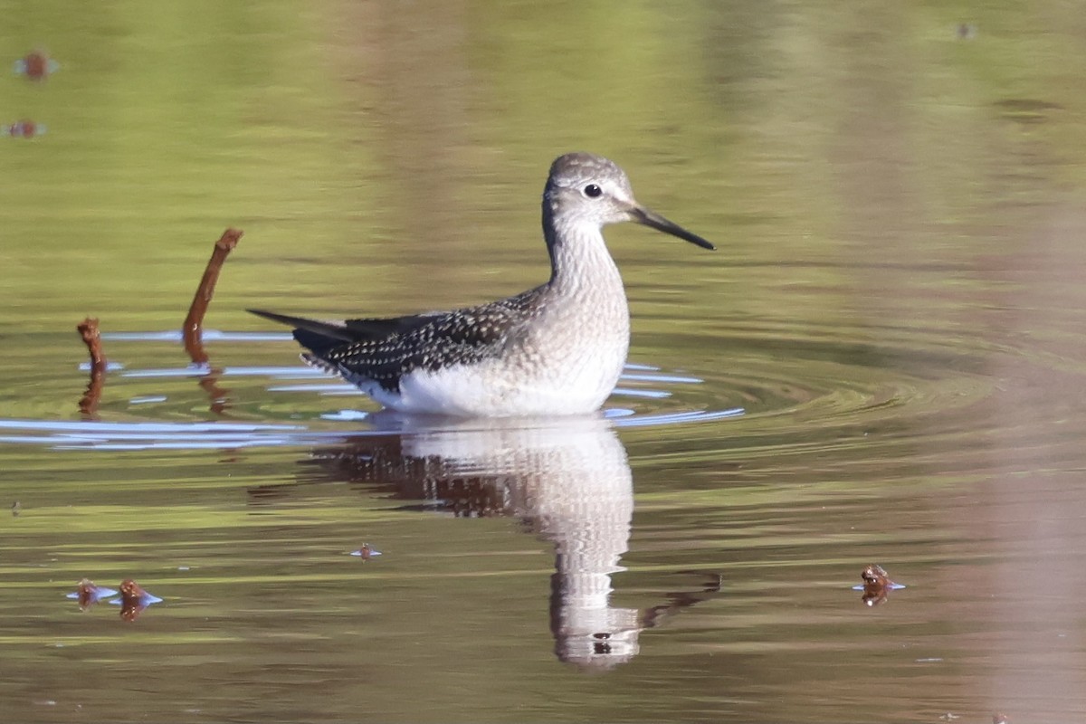 Lesser Yellowlegs - Warren Mumford