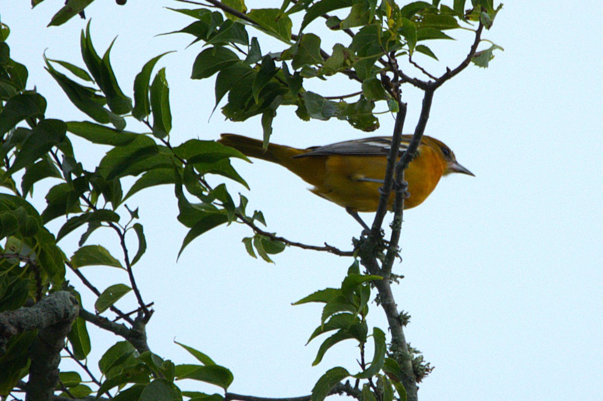 Baltimore Oriole - ML623329006