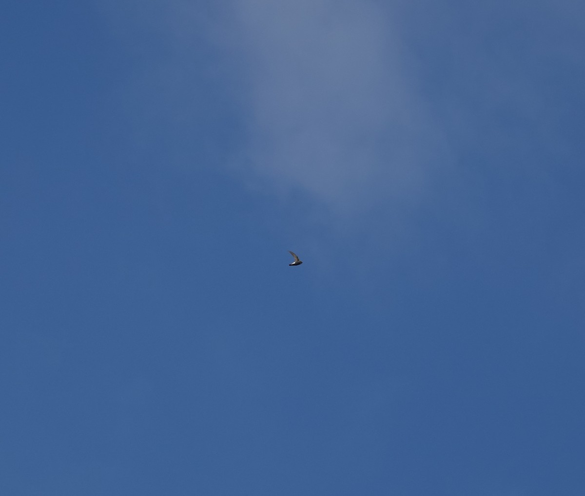 Little Swift - ML623329008