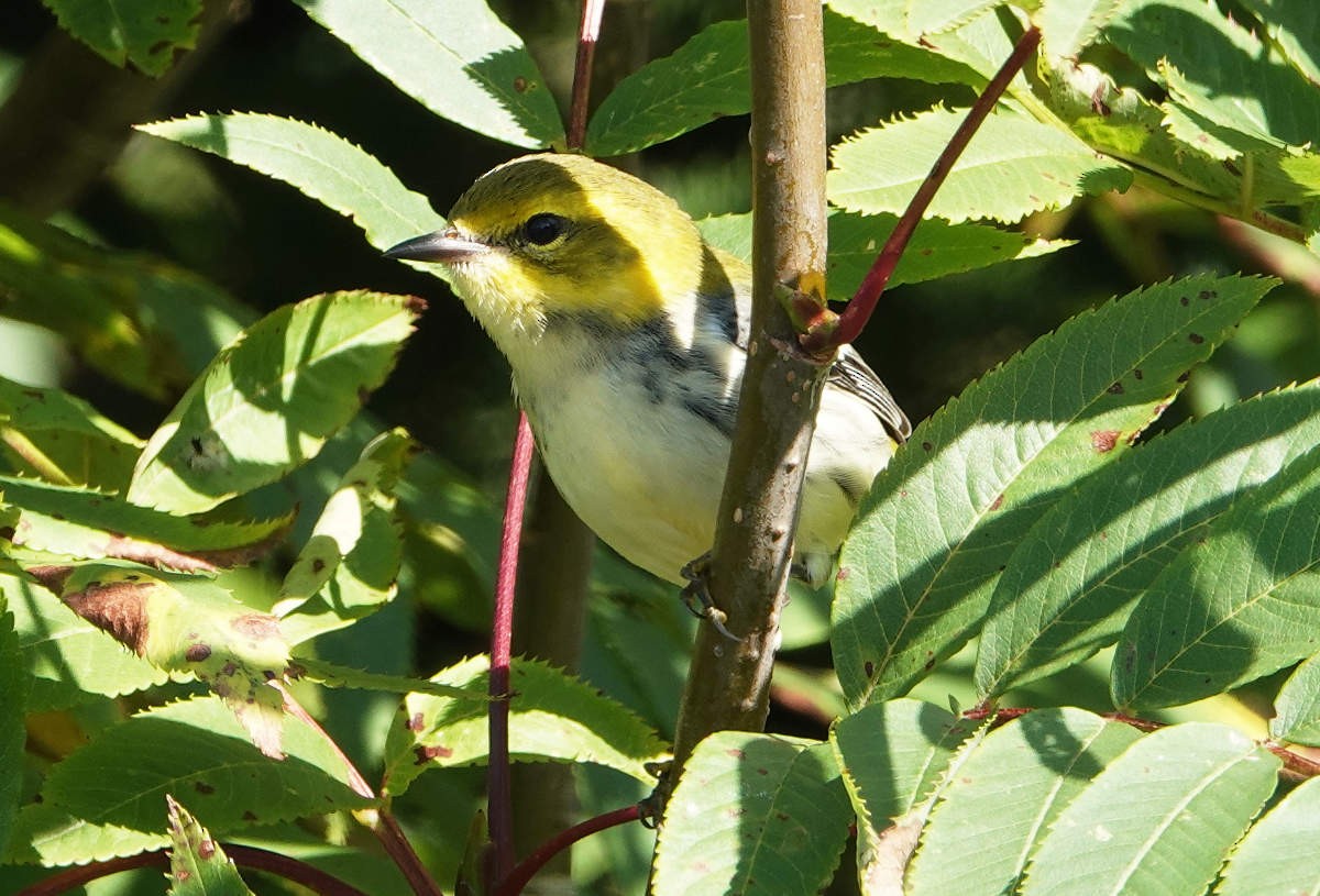 Black-throated Green Warbler - ML623329011