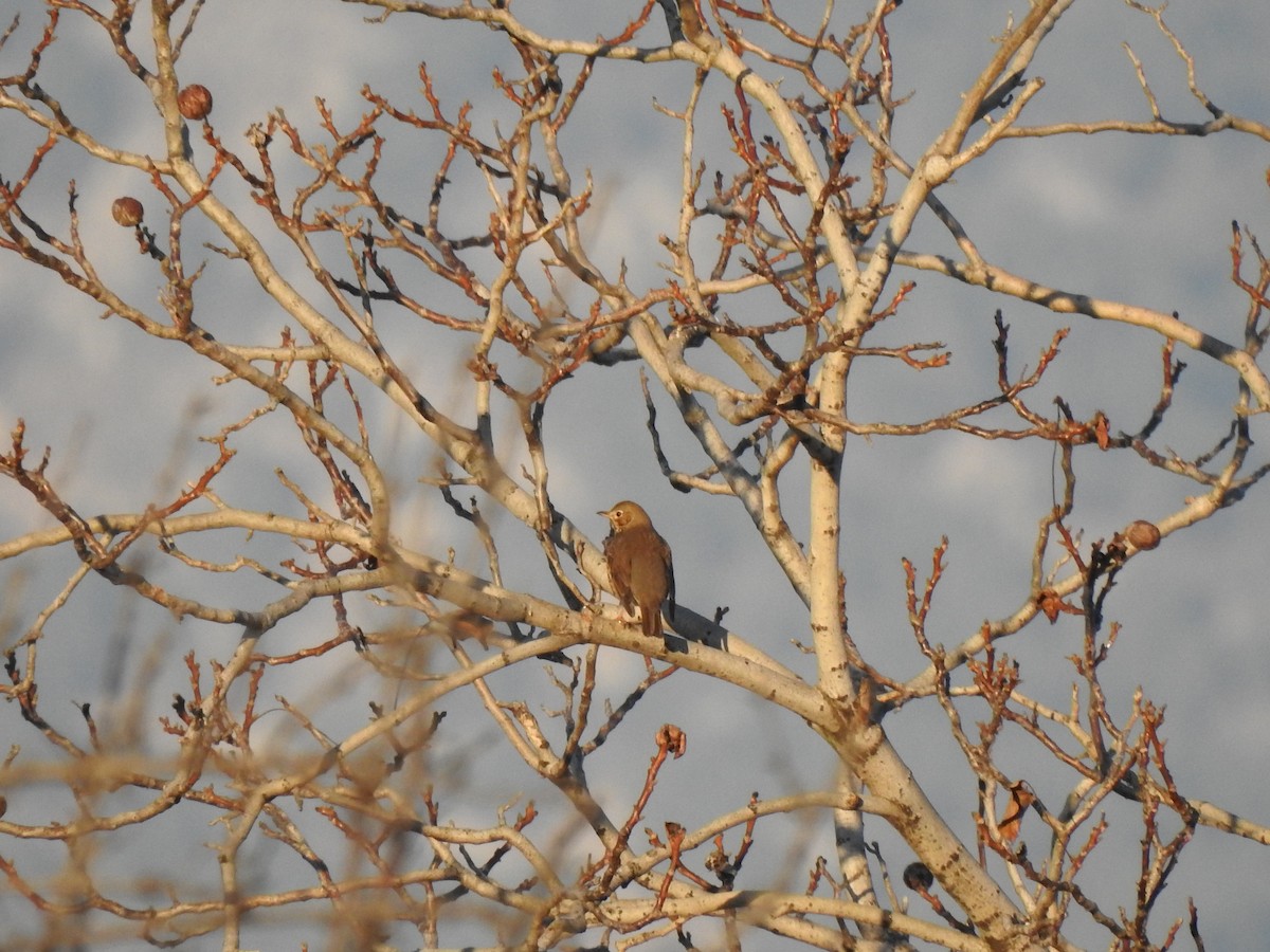 Song Thrush - ML623329021