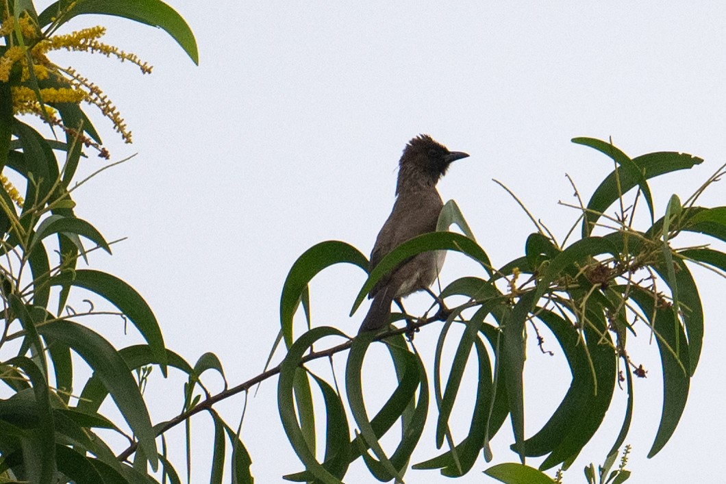 Common Bulbul (Common) - Tony Ducks