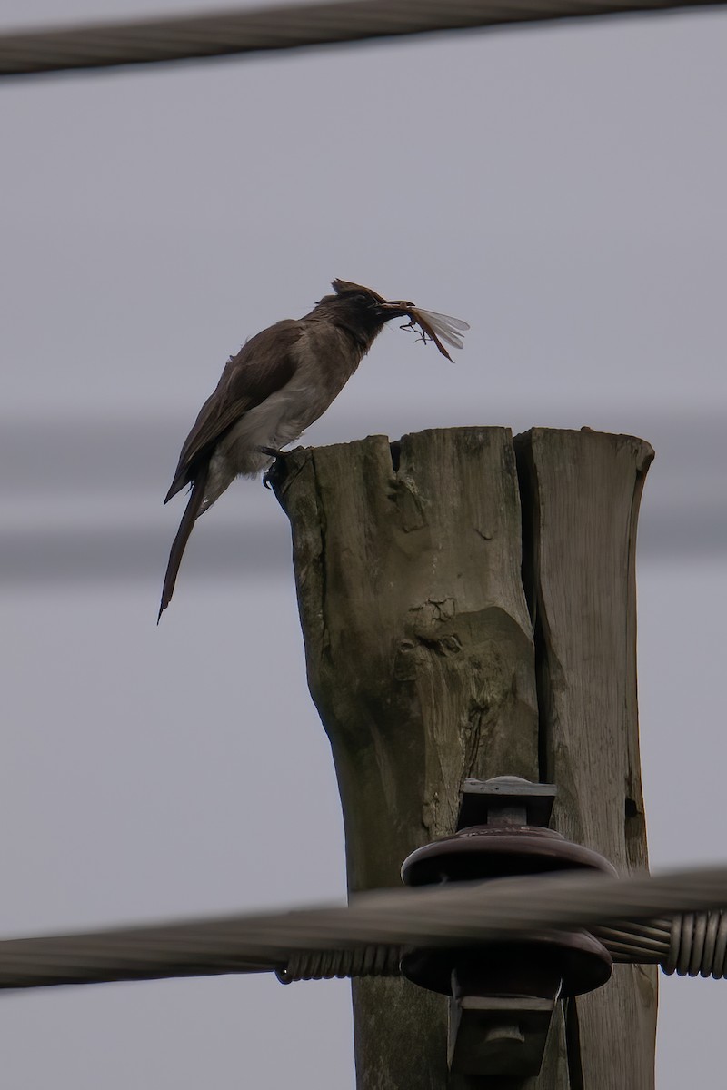 bulbul zahradní [skupina barbatus] - ML623329027