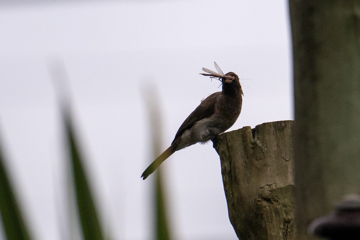 bulbul zahradní [skupina barbatus] - ML623329028