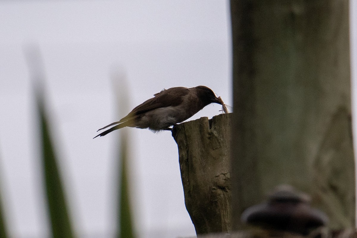 bulbul zahradní [skupina barbatus] - ML623329029