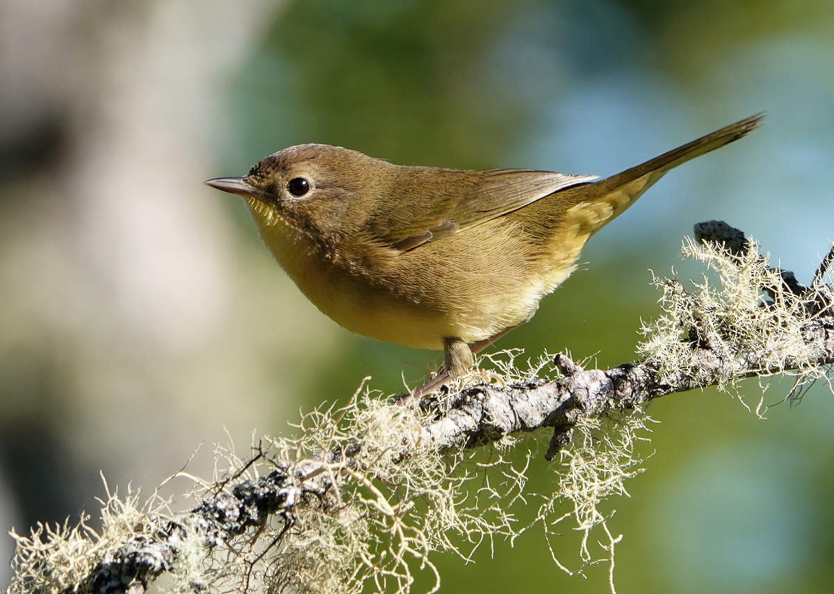 Common Yellowthroat - ML623329042