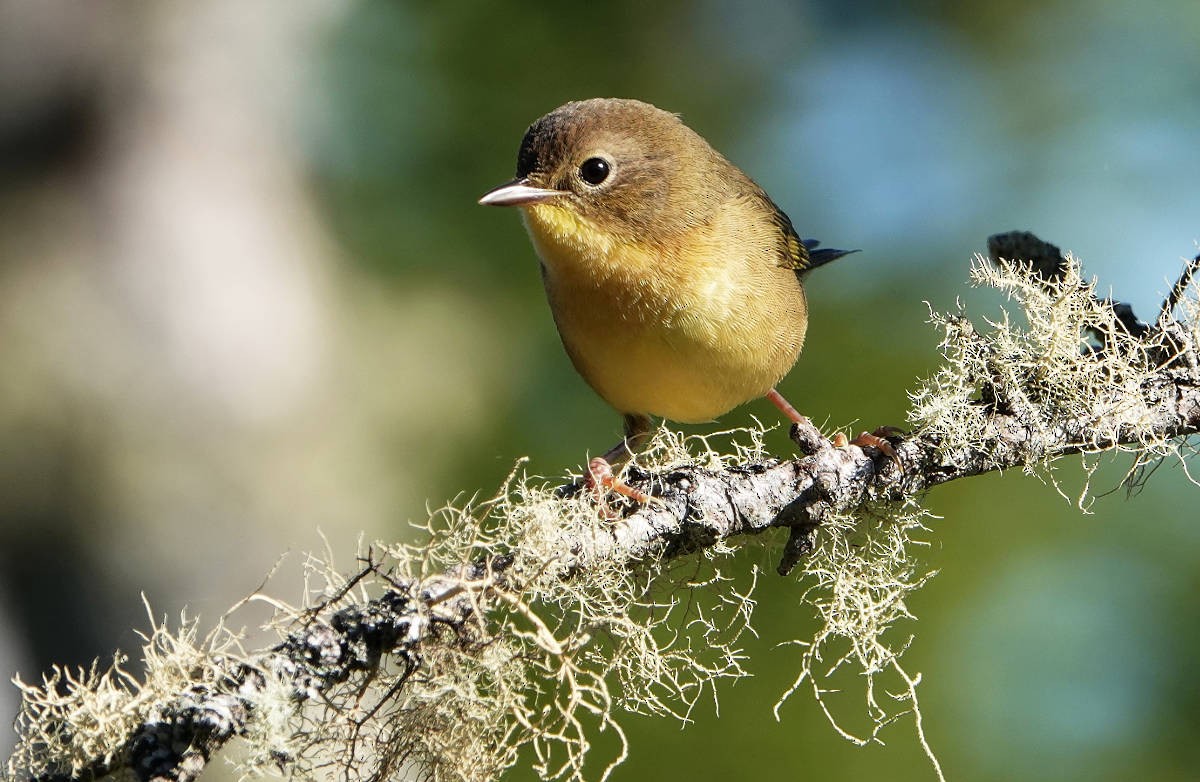 Common Yellowthroat - ML623329043